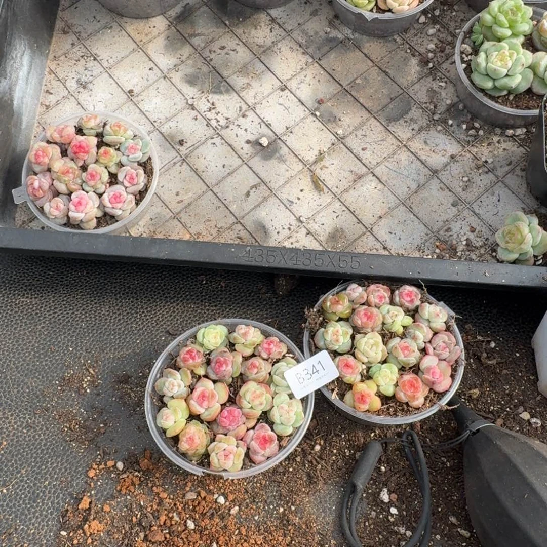 X***a一物一拍一物一拍1101-341