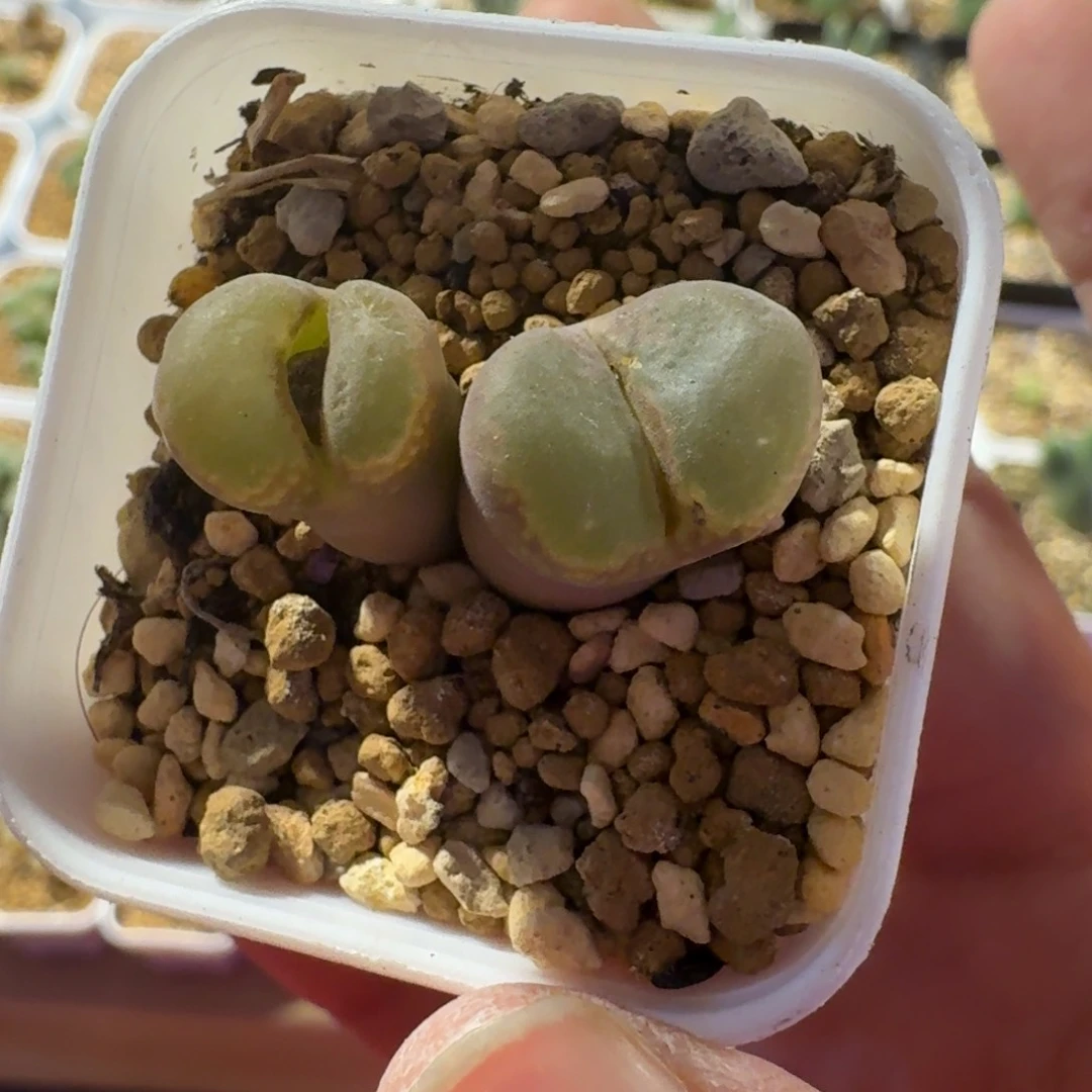 x*.多肉..............