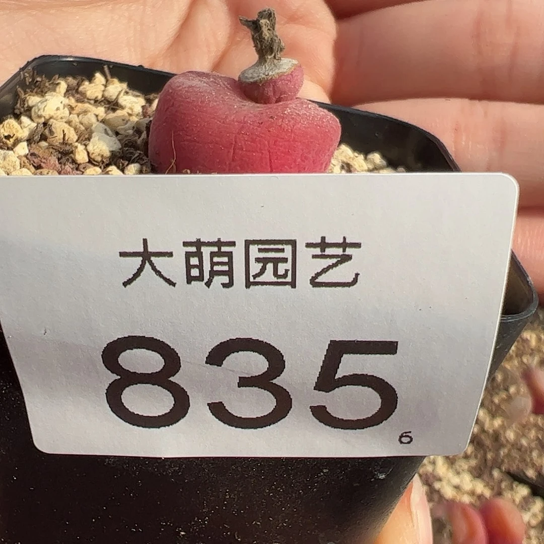 暴*钰0000835 一物一拍脱土发