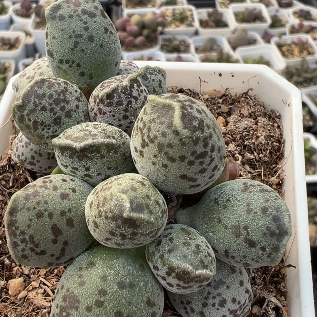 丸叶海豹多头纯木质桩多肉植物