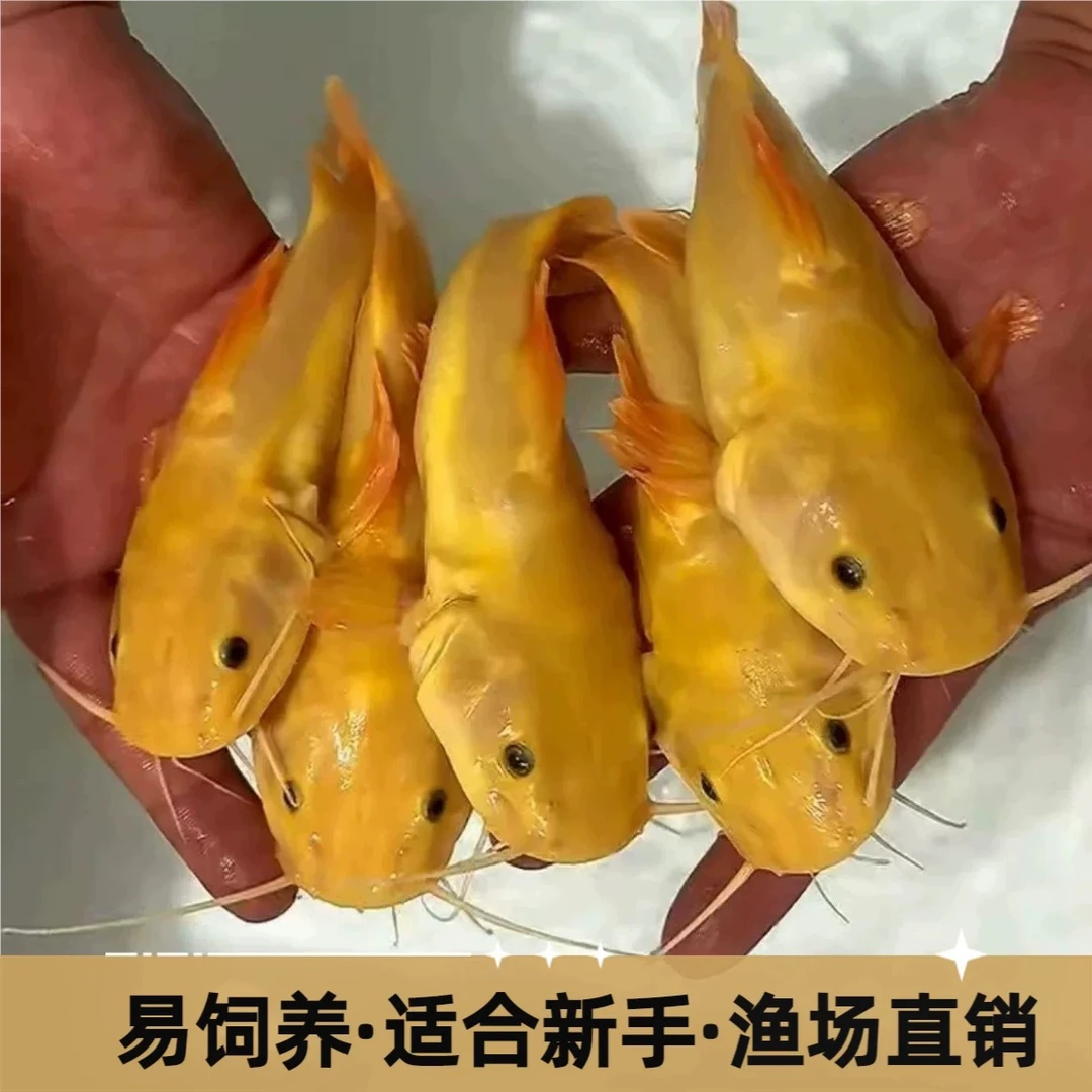 黄金招财猫鱼金猫大型观赏鱼