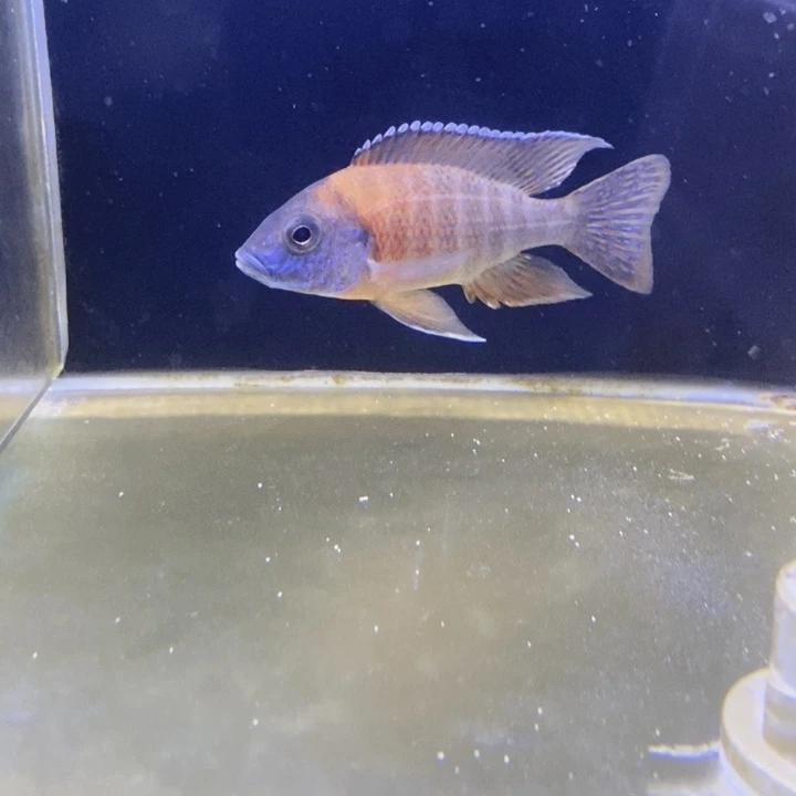 海水三湖慈鲷超级红