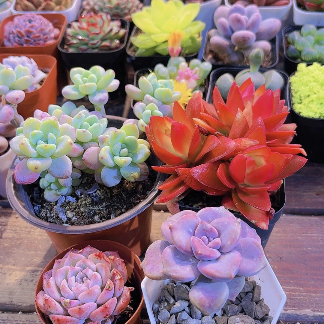 如图4盆11111111111111111