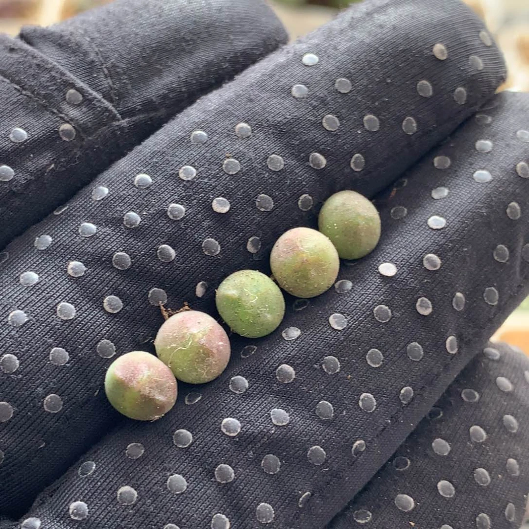 a490大眼睛空蝉0.5厘米