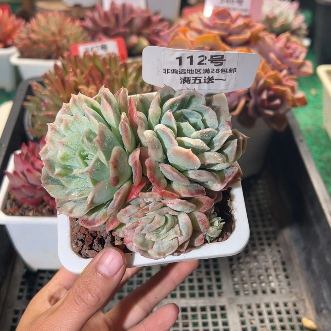 表妹精品多肉植物112.