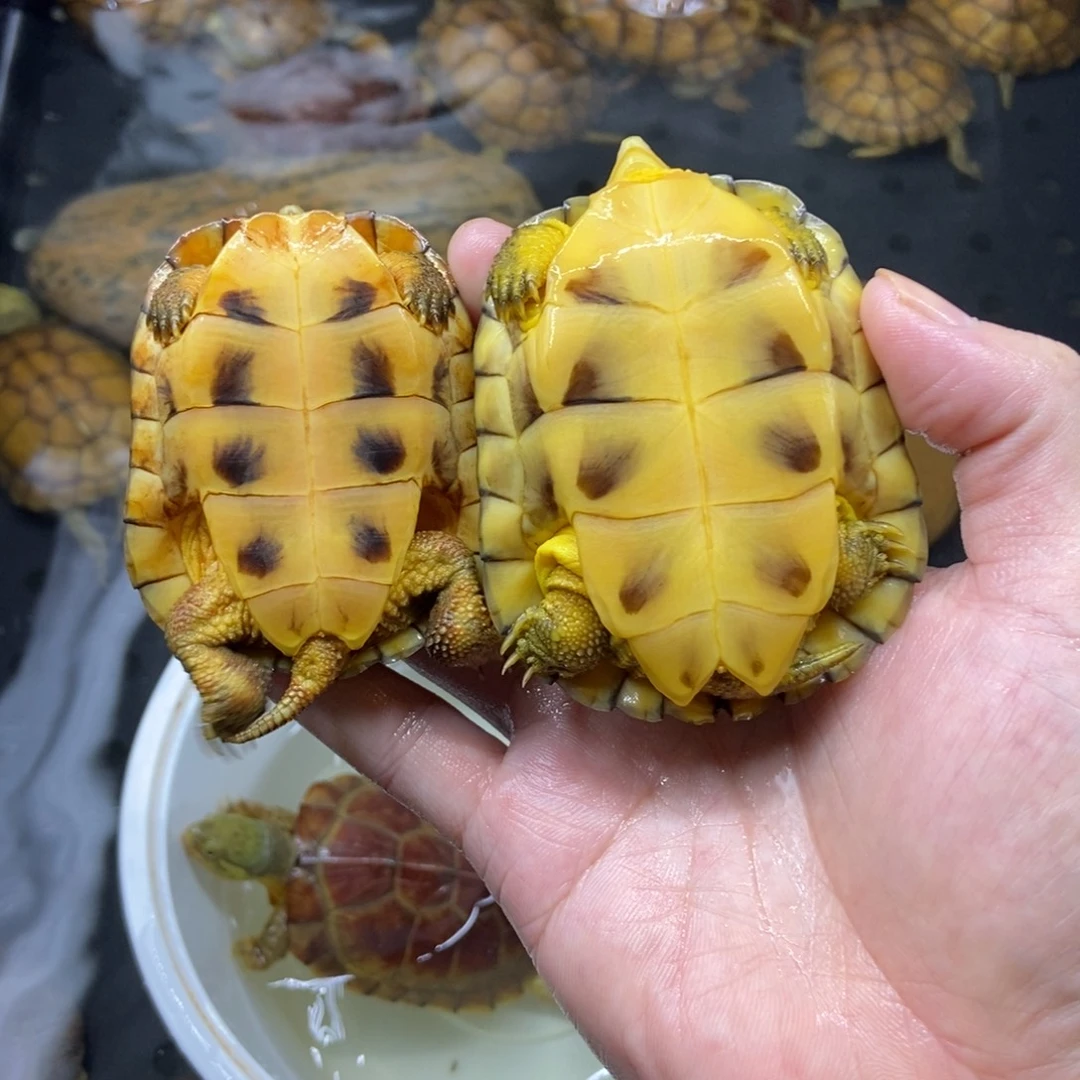 阳***孩不分公母绿毛龟小青两个