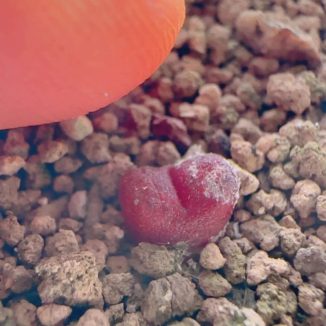 【闪购商品】M****.21393