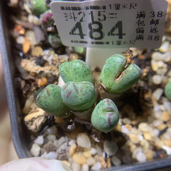 欢****3精品生石花215.484