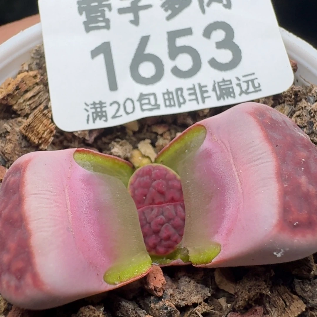 阿克赛尔玫瑰。