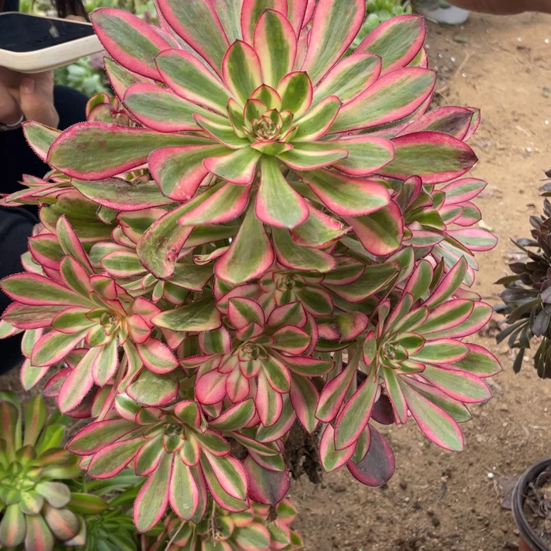 香奈儿多肉法师断枝不包