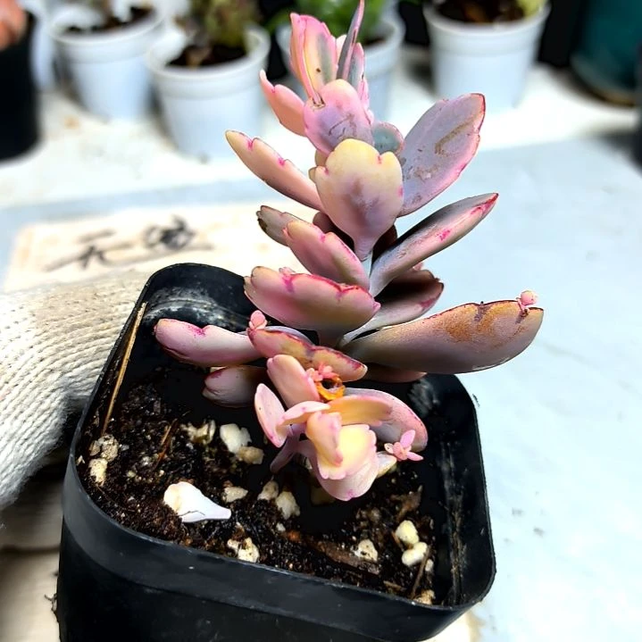 满9元包邮，，蝴蝶之舞锦