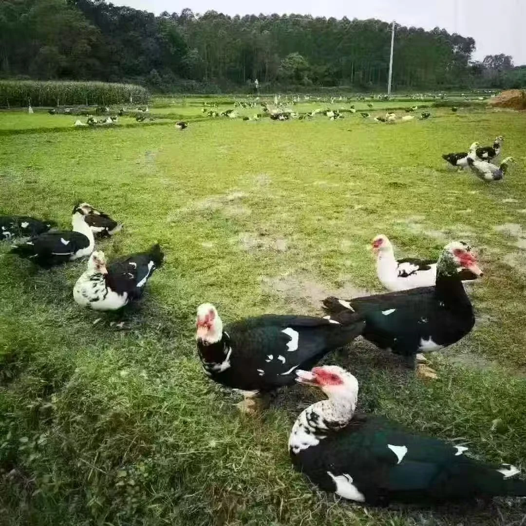 番鸭鸳鸯鸭子黑色宠物鸭子