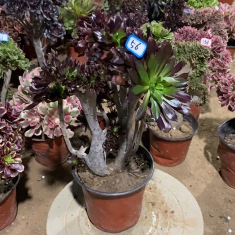 黑法师缀一物一拍