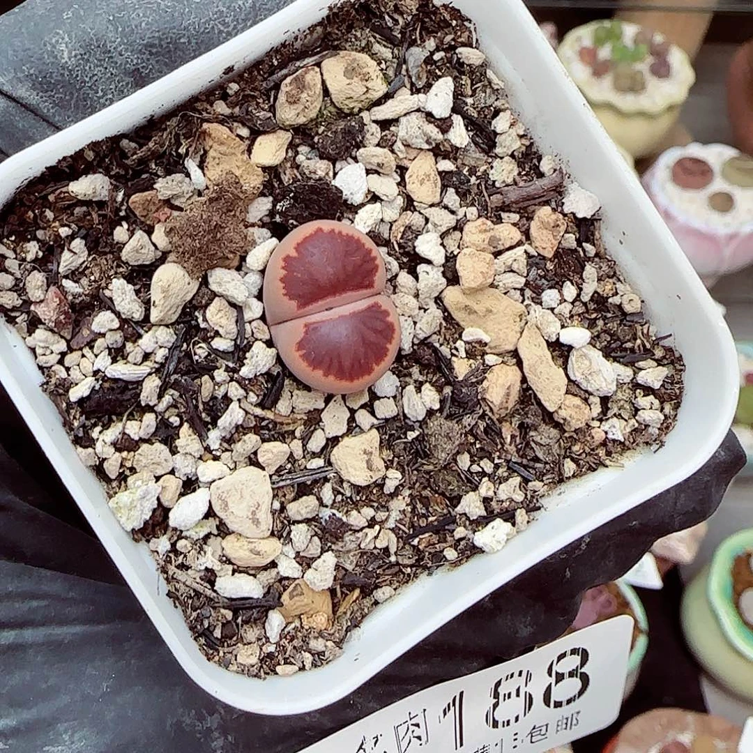 生石花满18包邮1008-188