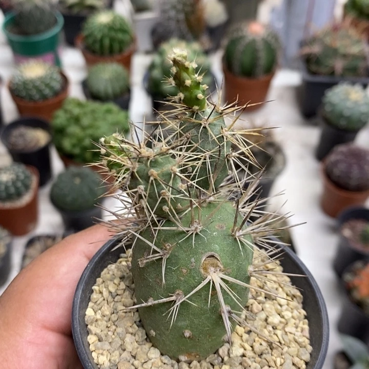 狂刺习志野特价福利