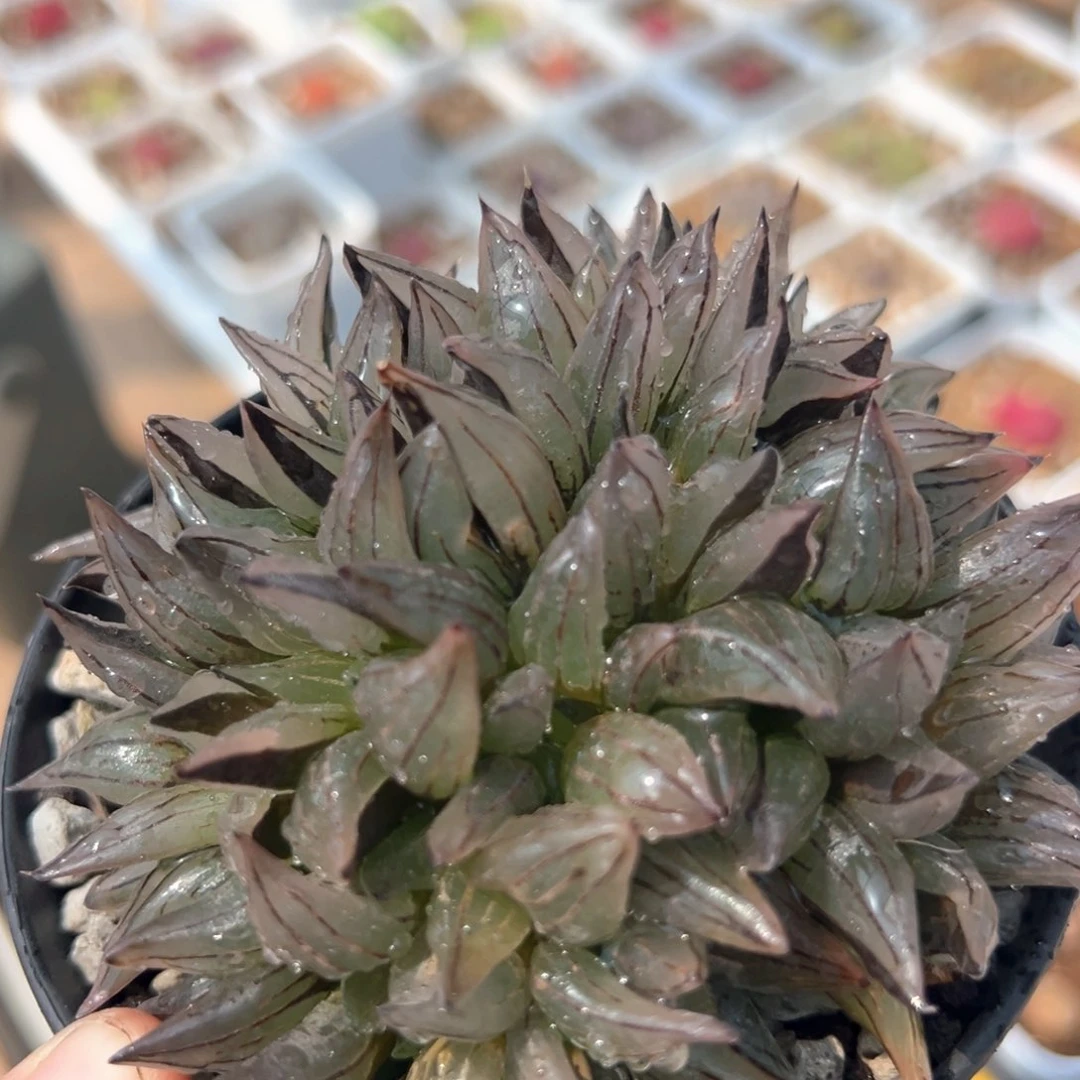 104多肉植物百科知识