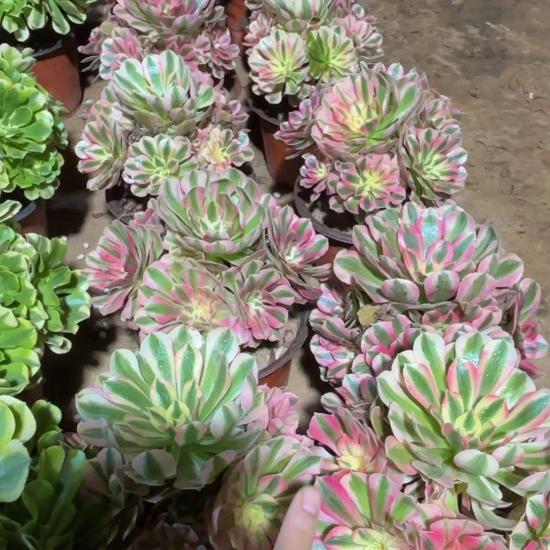 粉女巫9.9木质老桩