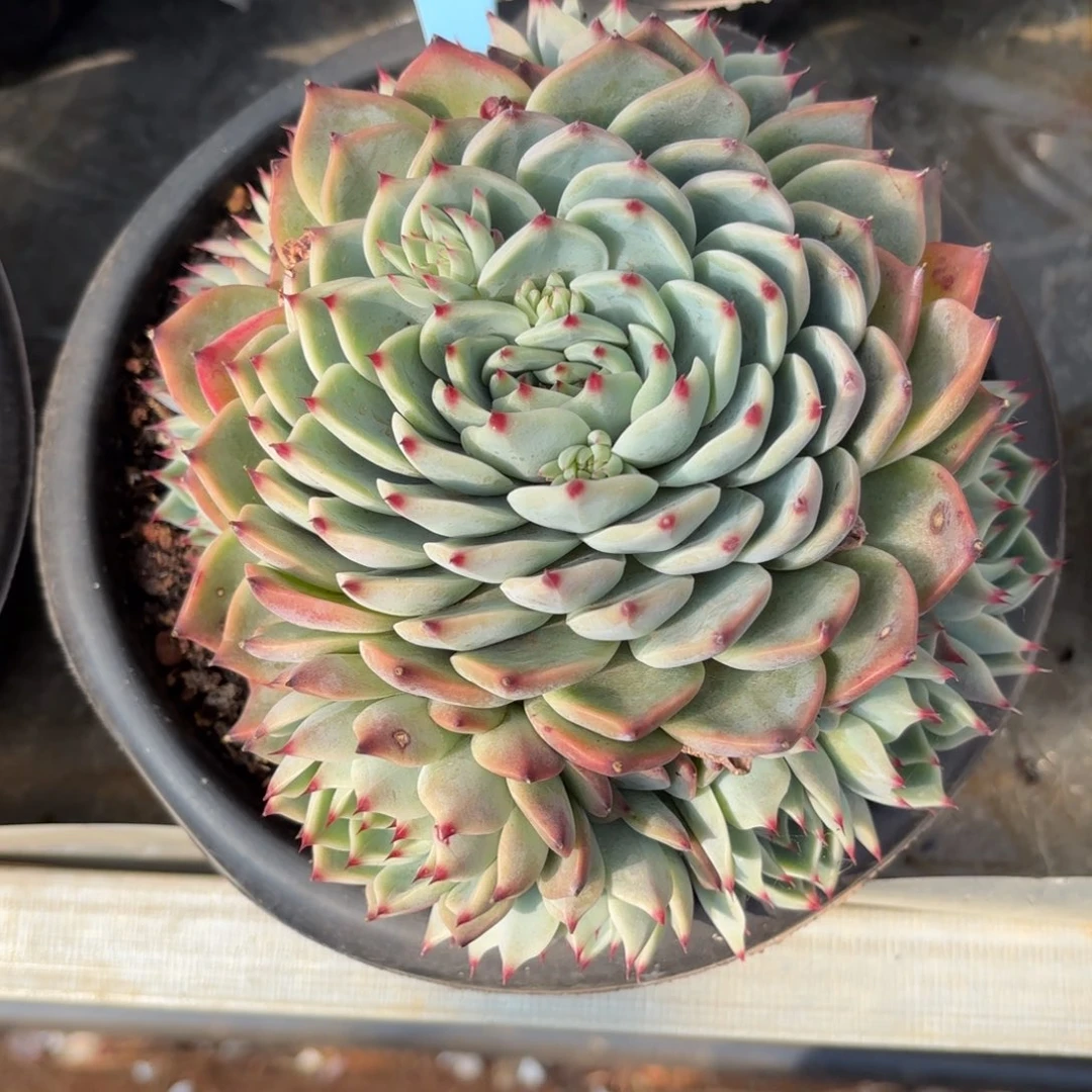 布羞妹妹的吉娃娃换盆寄养好看