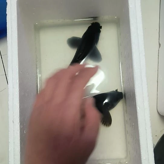 蝴蝶鲤鱼墨蝶大鳍大尾