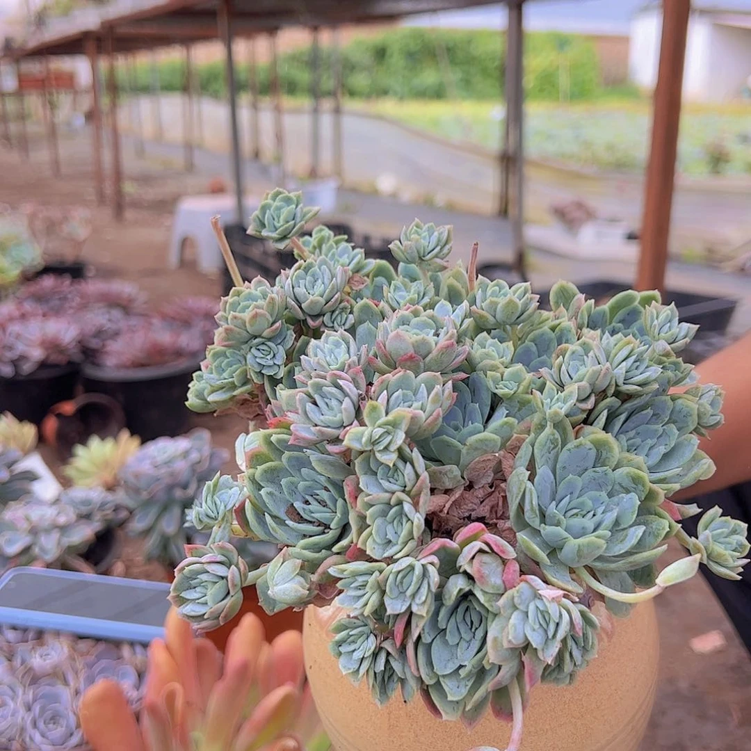 2盆月影 多头群生