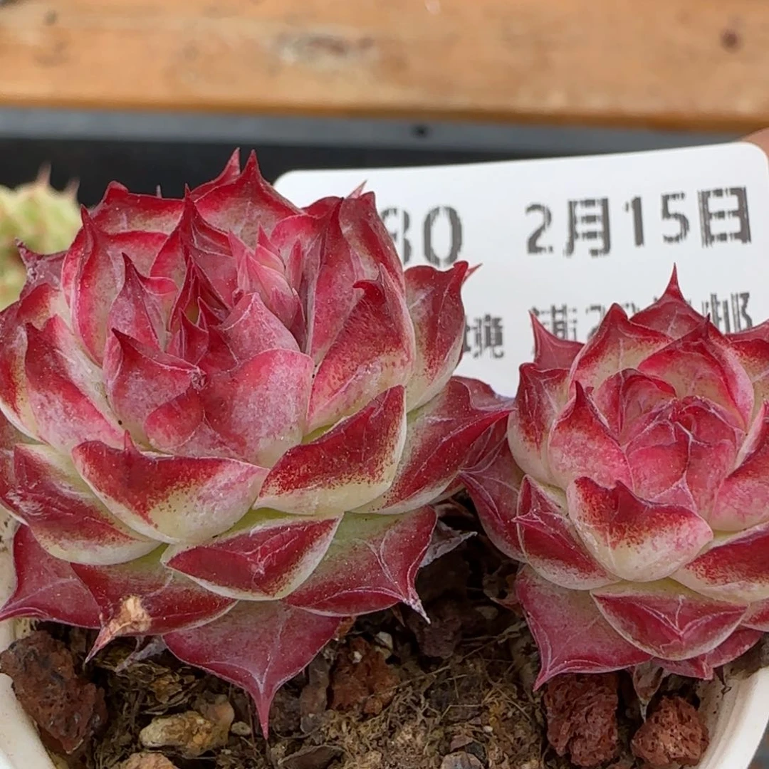 花语逸镜0215-380