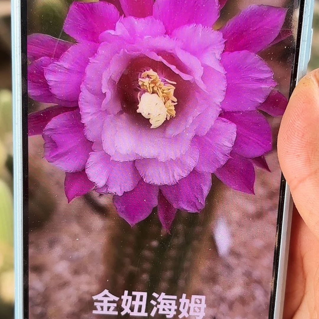 海姆无根侧牙高七八公分41