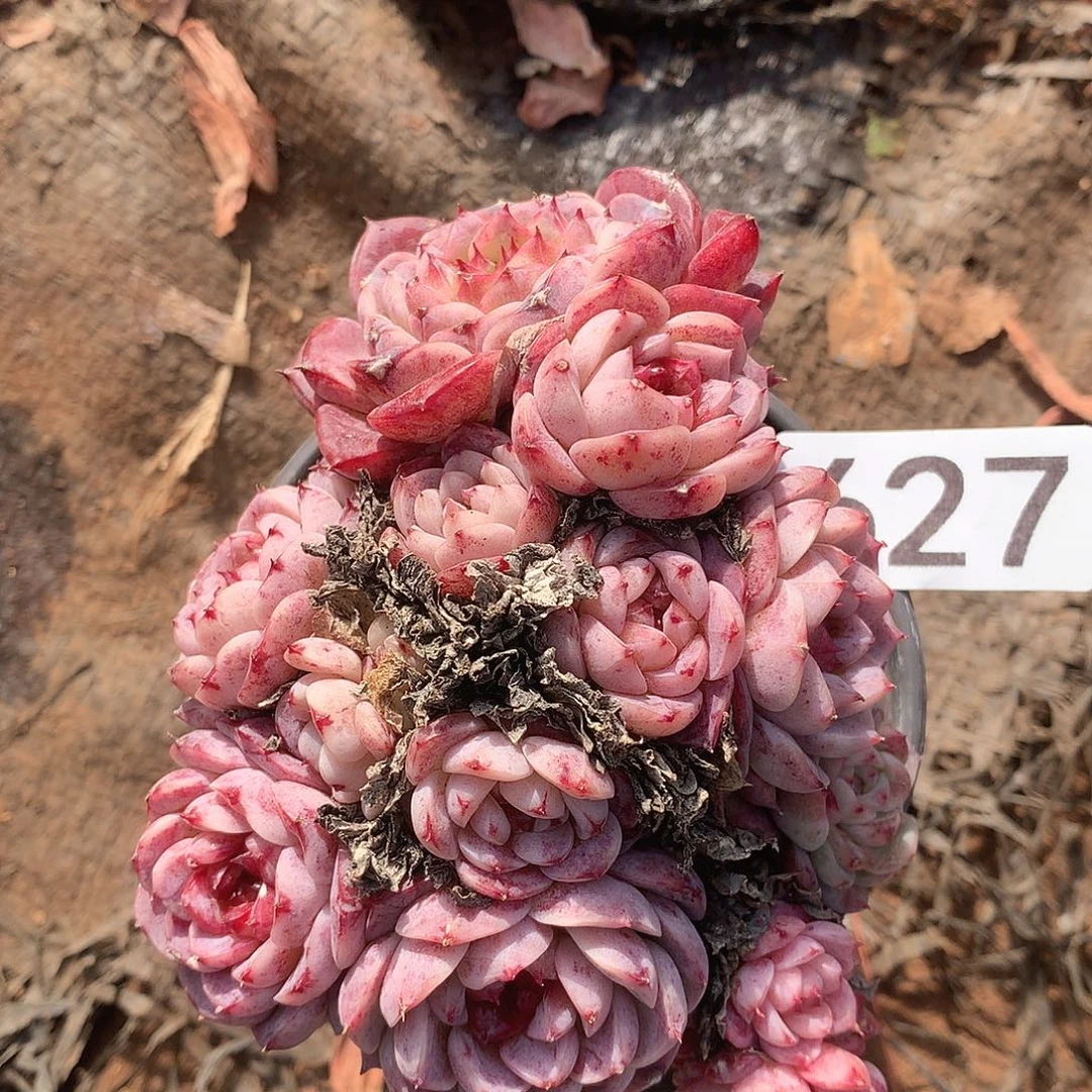 627天鹅绒一物一拍多肉