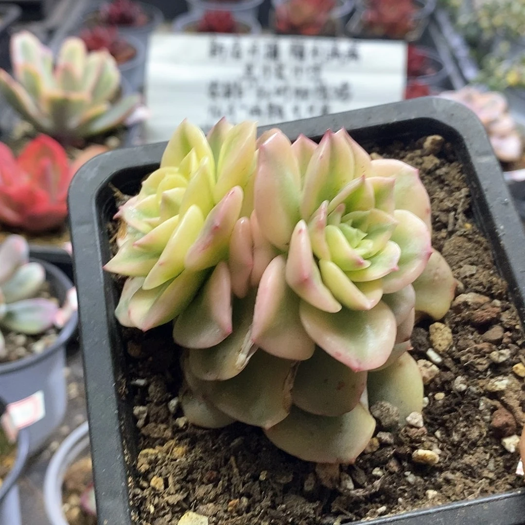 1519蜡牡丹白覆轮双头