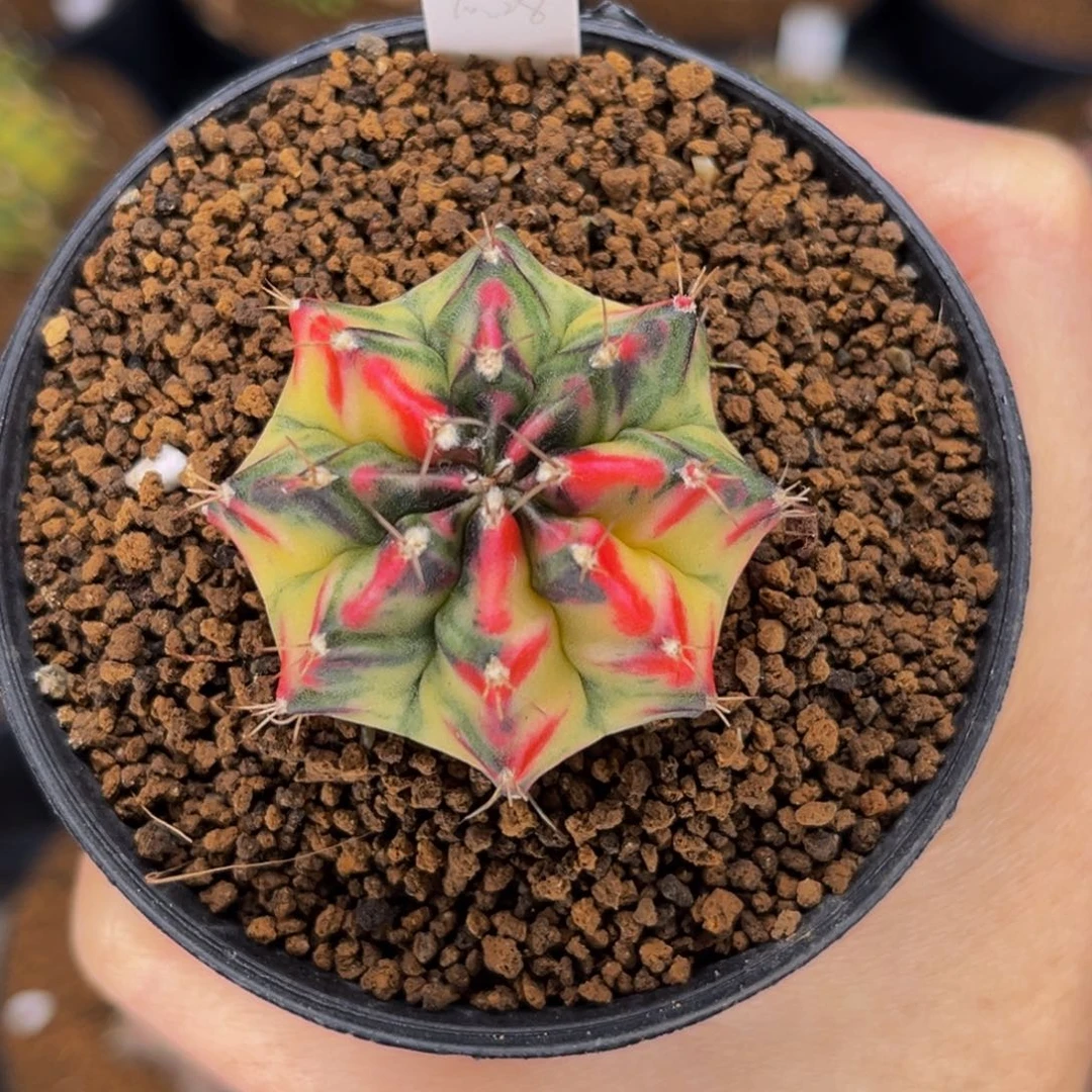 桃太郎后代 米哈仙人球