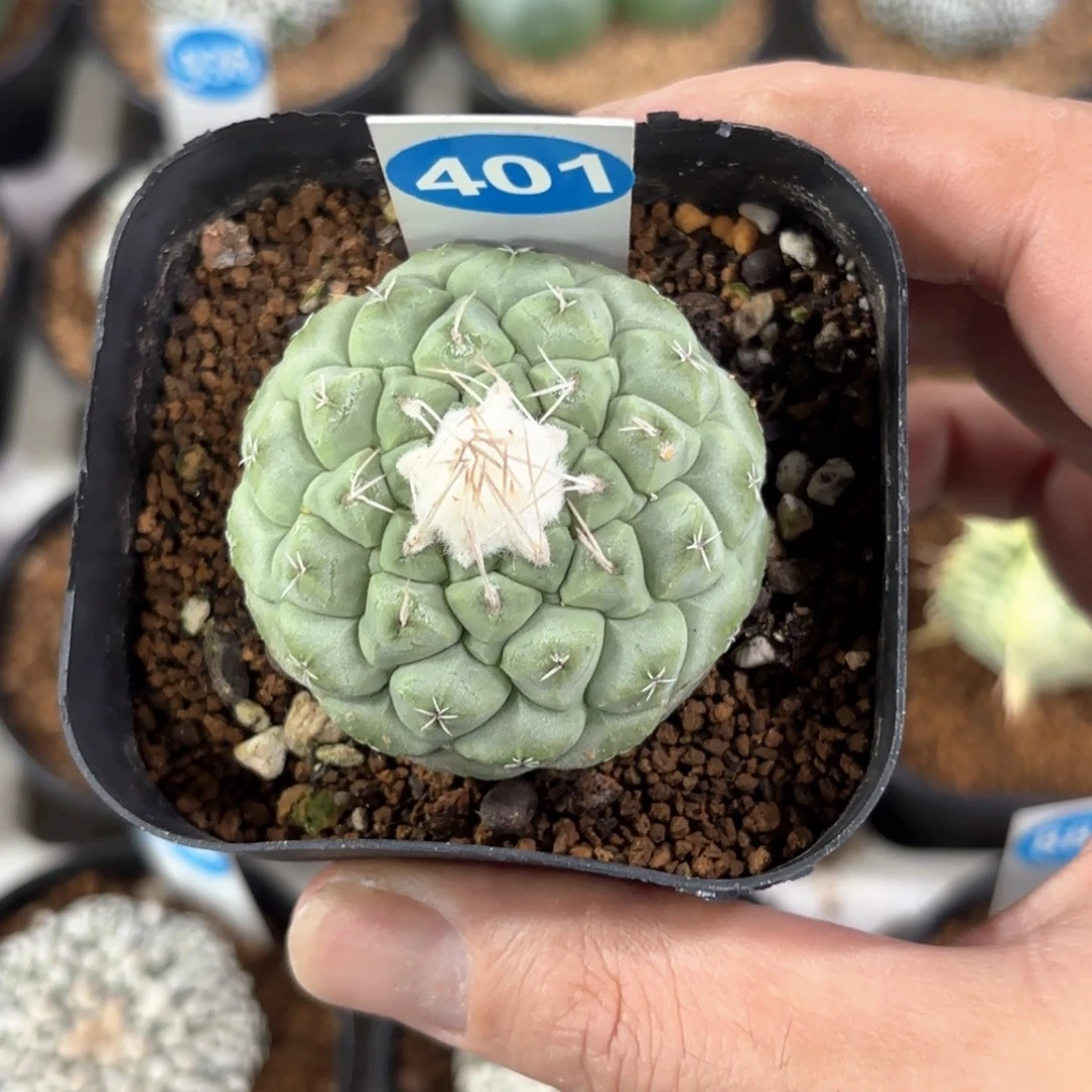 401实生大优菊水带盆带土