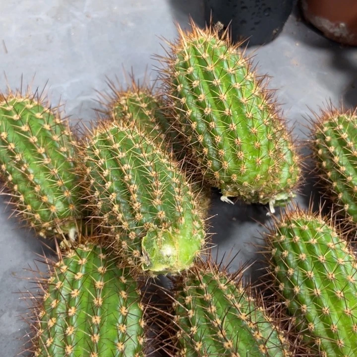 进口金妞金2侧芽一个