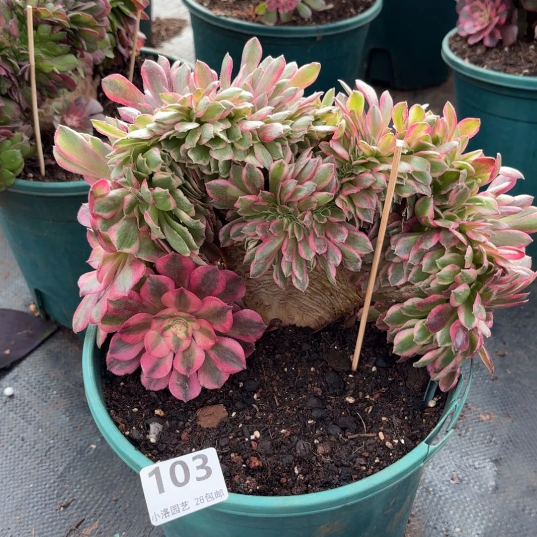 103号荔枝缀化多肉植物