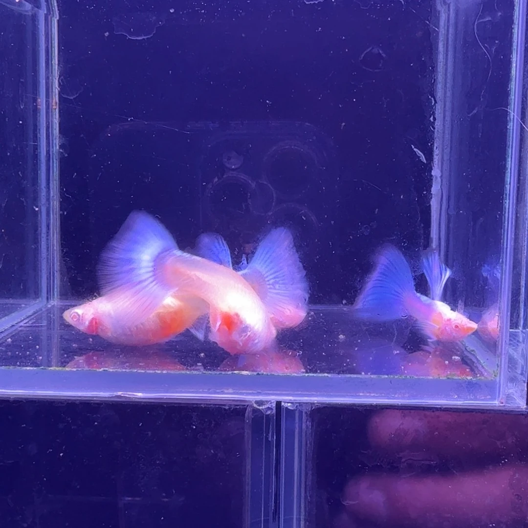 孔雀鱼蓝白噢意2对