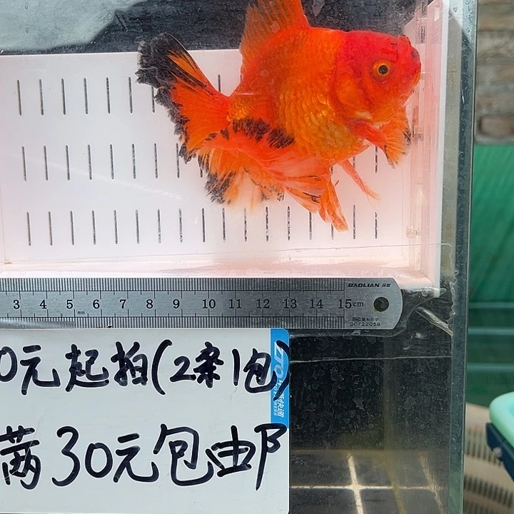 金鱼?****?福利多多