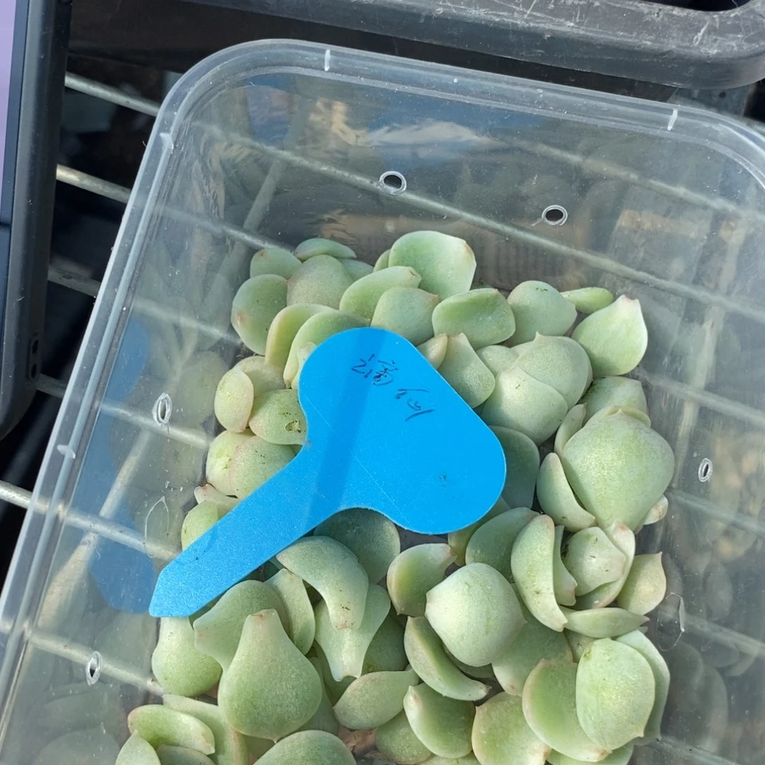 谪仙纯叶片一个多肉