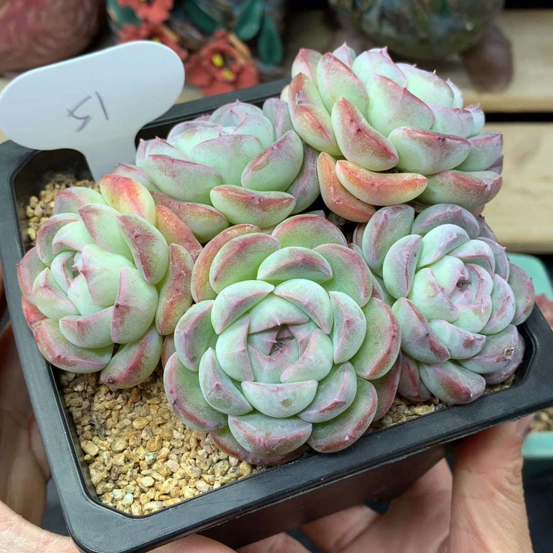 肥圆包珍妮老桩51