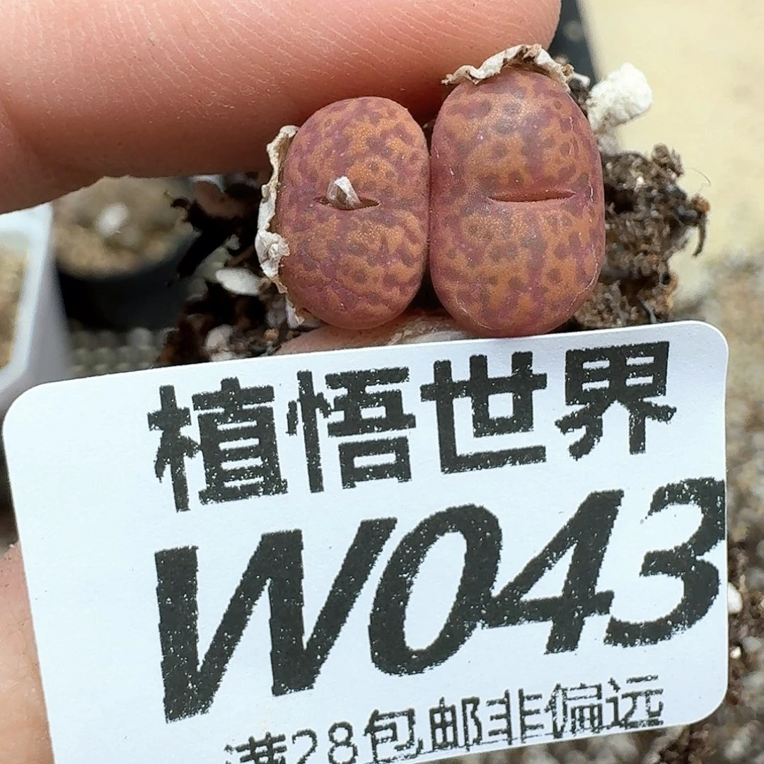 多肉植物的润泽fvv