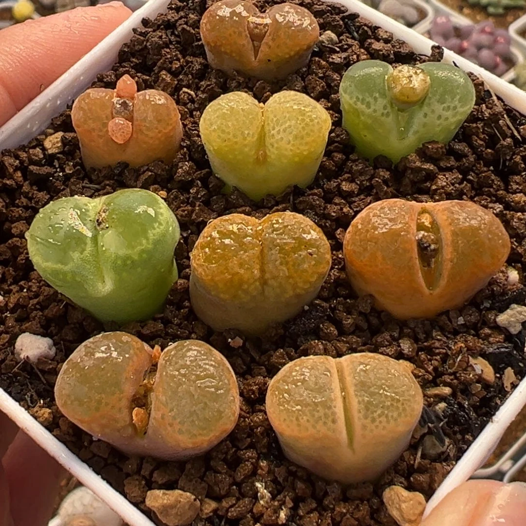 751多肉植物种类多样