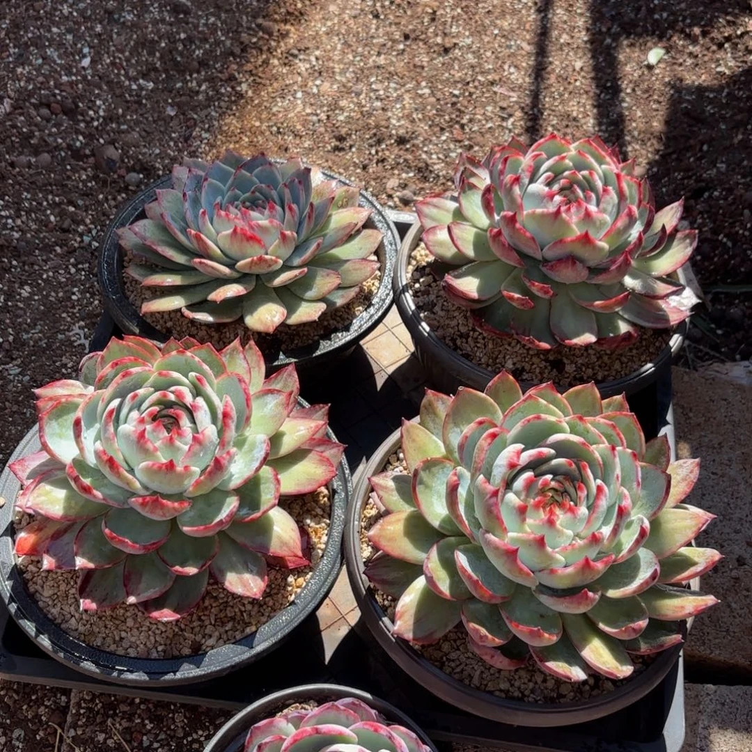 燕***哈哈宝贝宝贝宝贝宝贝宝贝吧