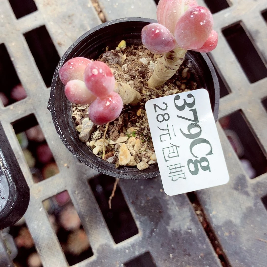 5厘米盆精控多肉379