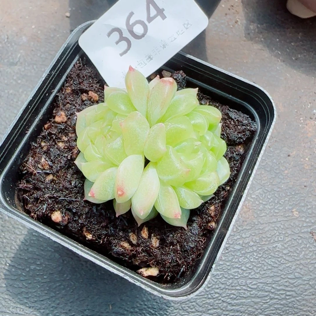 是*泼天富贵，364多肉植物