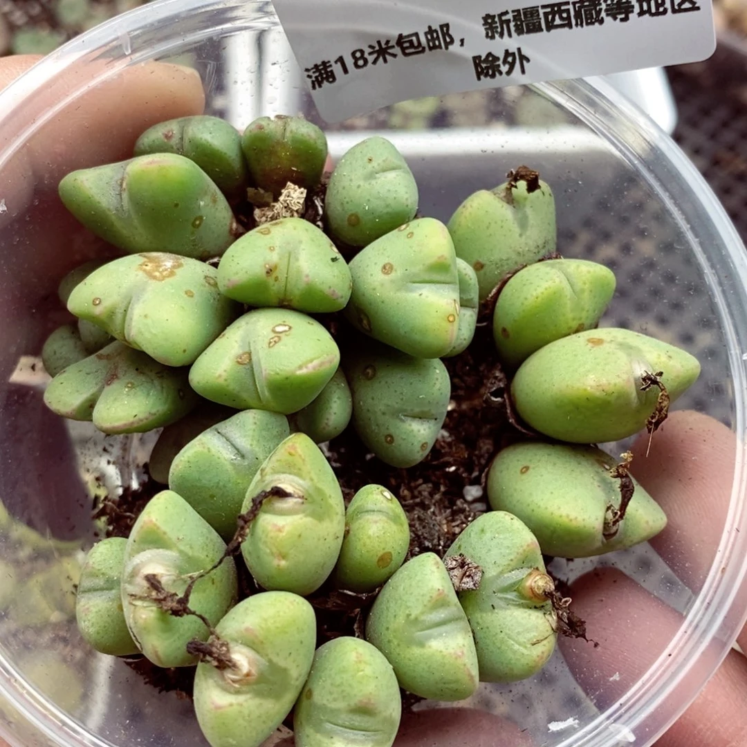 我的小姐姐们都114