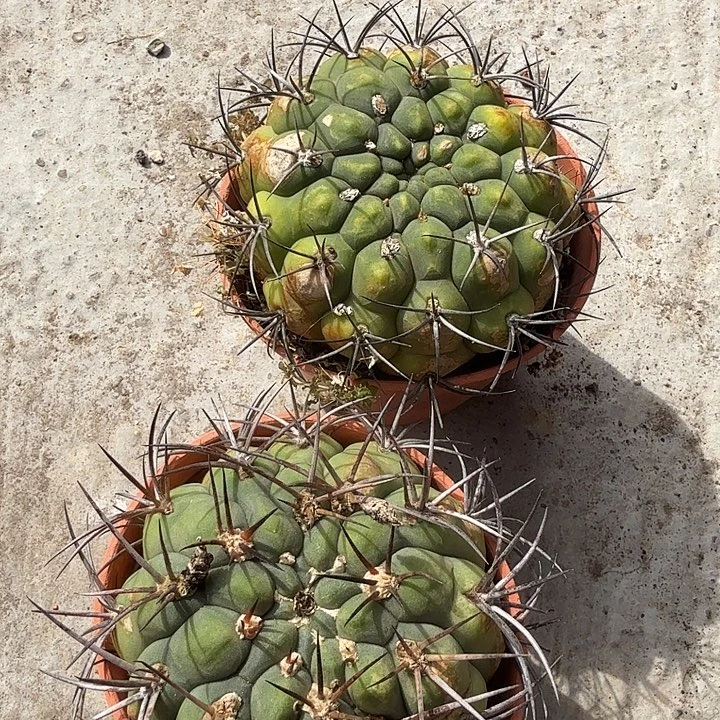 完全开放新世界老球两个