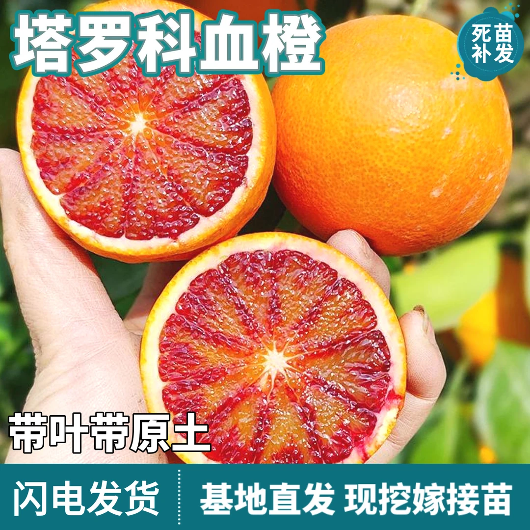塔罗科血橙树苗南北方庭院盆栽种植地栽嫁接大果香甜橙子当年结果