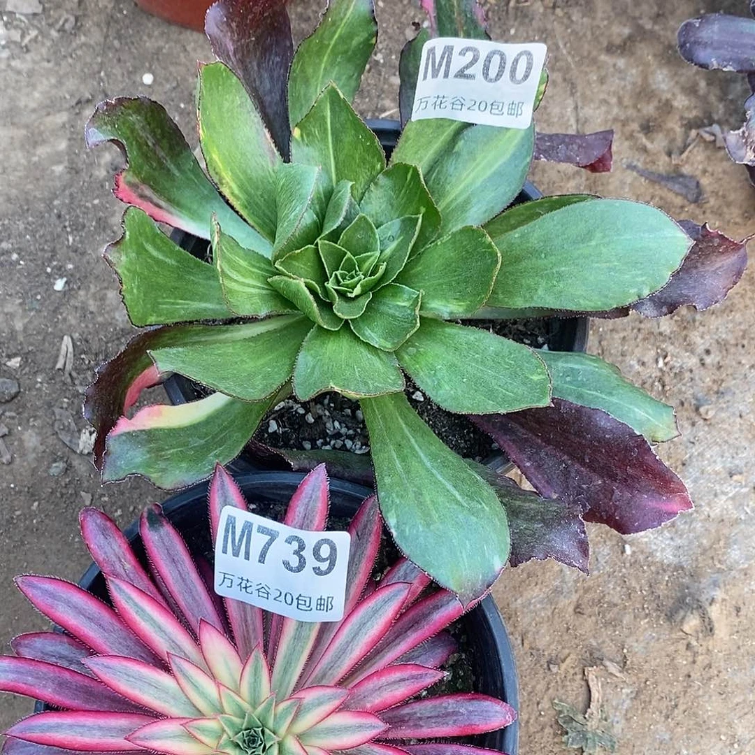 用****1200-739魅影七彩朱雀多肉植物