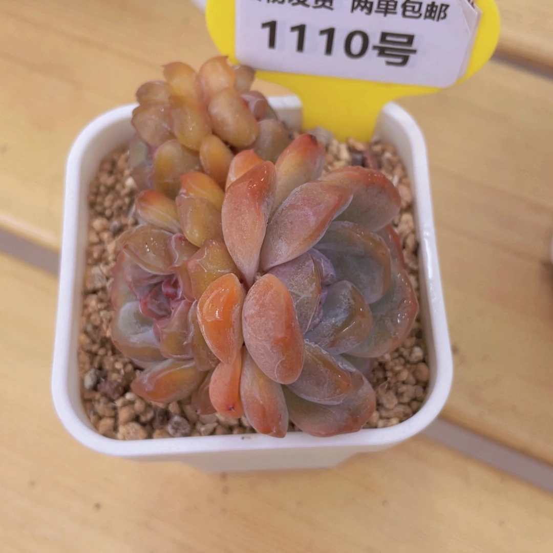 1110号 全状态红色恋人多头带盆