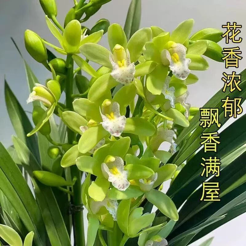 香水香兰浓香型带花剑好养易活室内外高端盆栽