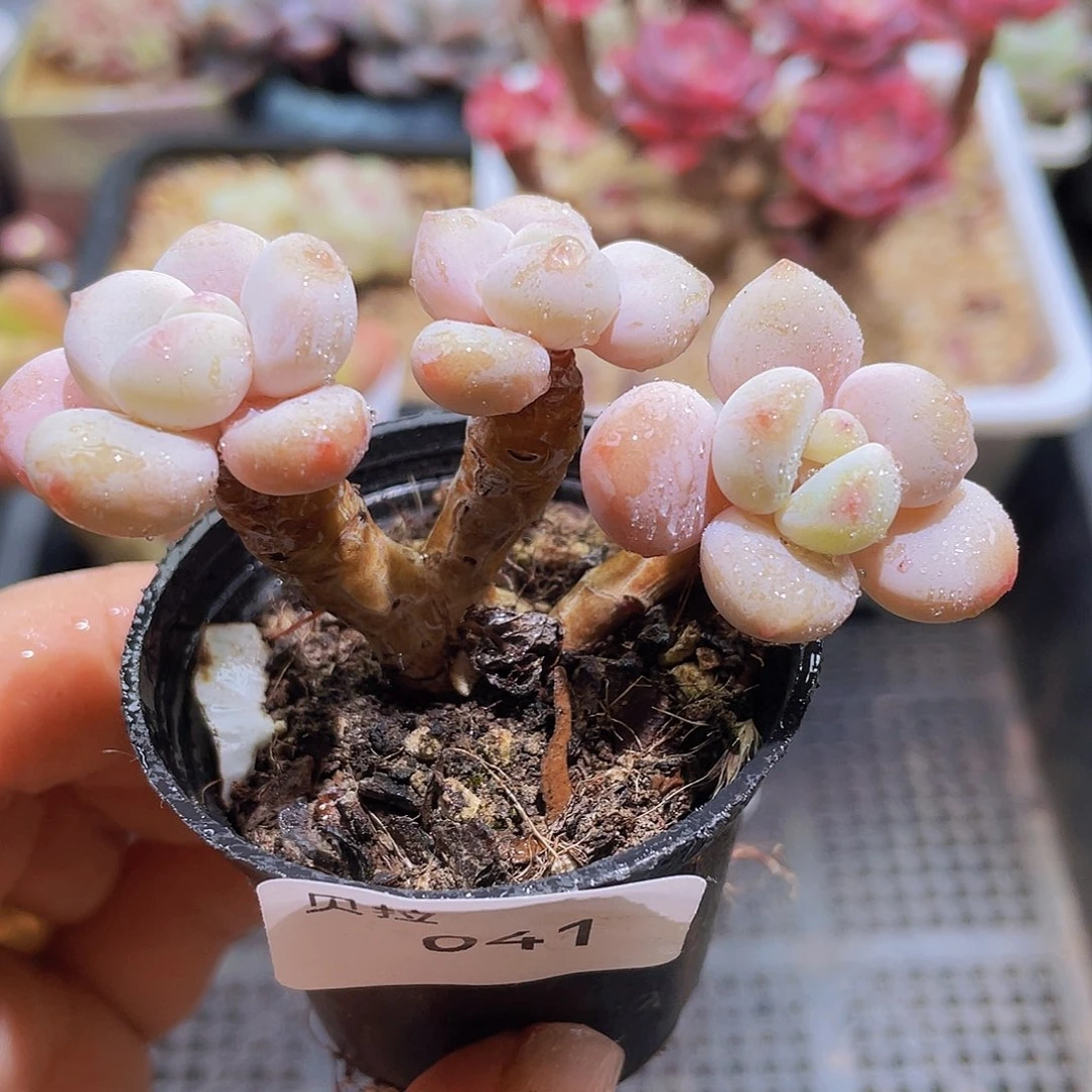 41带盆土精品多肉一物一拍