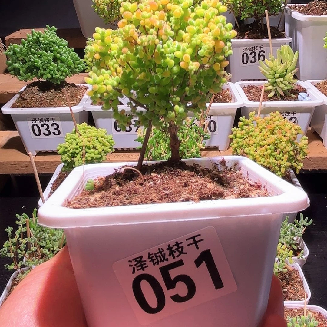 枝干番杏蜜橘糖球051