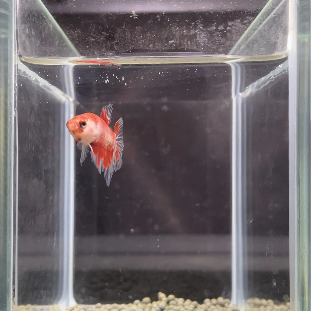 斗鱼1号koi红金半月母